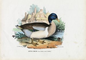 Mallard, 1863-79 by Raimundo Petraroja